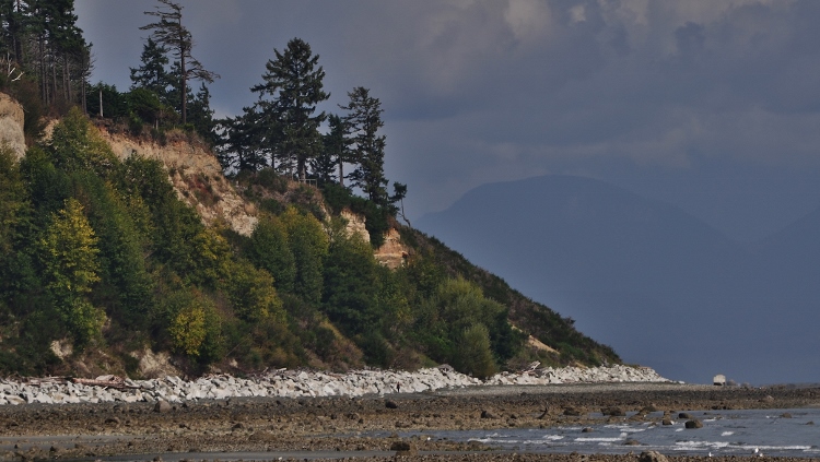 driftwood